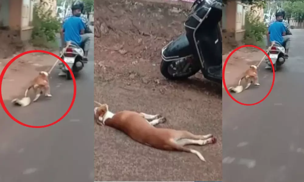 നായയെ കെട്ടിവലിച്ചിട്ടില്ല, ഉപേക്ഷിക്കാന്‍ കൊണ്ടുപോയതാണ് വിശദീകരണവുമായി കുറ്റാരോപിതന്‍