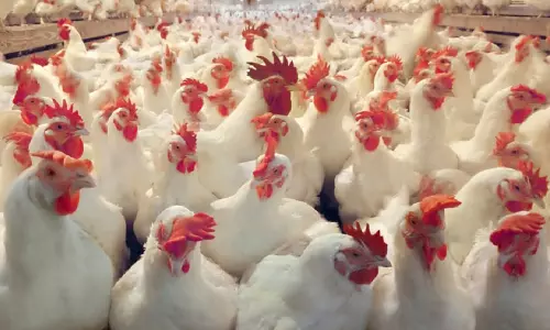 കോഴികള് മുട്ടയിടുന്നില്ല; പൊലീസിന് കര്ഷകന്റെ പരാതി കോഴികള് മുട്ടയിടുന്നില്ല; പൊലീസിന് കര്ഷകന്റെ പരാതി