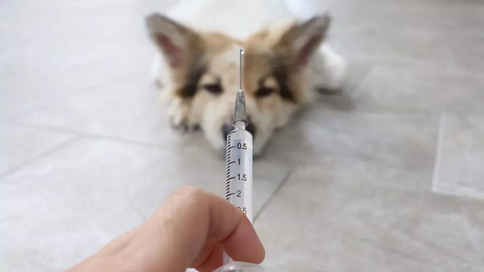 മൃഗങ്ങള്ക്കുവേണ്ടിയുള്ള ആദ്യ കോവിഡ് വാക്സിന്; റഷ്യയിൽ വിതരണത്തിനൊരുങ്ങി മൃഗങ്ങള്ക്കുവേണ്ടിയുള്ള ആദ്യ കോവിഡ് വാക്സിന്; റഷ്യയിൽ വിതരണത്തിനൊരുങ്ങി