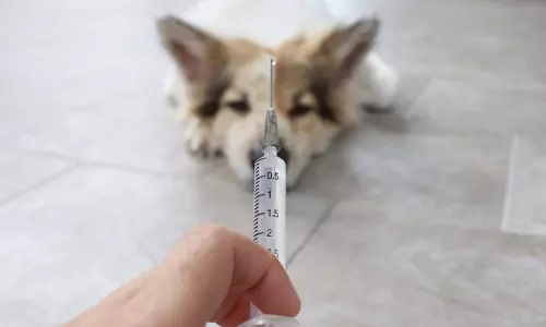 മൃഗങ്ങള്‍ക്കുവേണ്ടിയുള്ള ആദ്യ കോവിഡ് വാക്‌സിന്‍; റഷ്യയിൽ വിതരണത്തിനൊരുങ്ങി