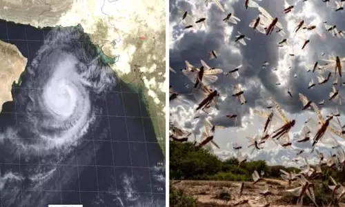 സൗദിയിലെ കൃഷിയിടങ്ങളിൽ വെട്ടുകിളികളുടെ കൂട്ട ആക്രമണത്തിന്  സാധ്യതയെന്ന്  മുന്നറിയിപ്പ്