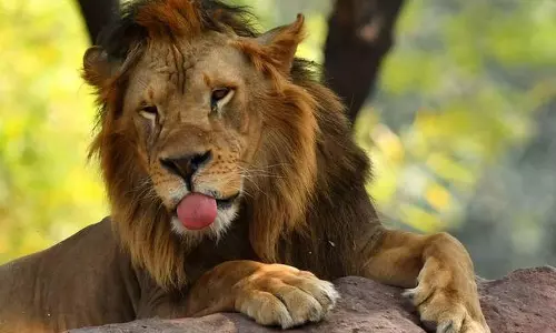 ഹൈദരാബാദ് മൃഗശാലയില് എട്ട് സിംഹങ്ങള്ക്ക് കോവിഡ് ഹൈദരാബാദ് മൃഗശാലയില് എട്ട് സിംഹങ്ങള്ക്ക് കോവിഡ്