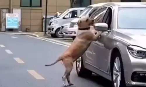 റോഡിലേക്കെറിഞ്ഞ മാലിന്യം തിരിച്ച് കാറിലേക്ക്: മനുഷ്യനെ നല്ല പാഠം പഠിപ്പിച്ച നായ റോഡിലേക്കെറിഞ്ഞ മാലിന്യം തിരിച്ച് കാറിലേക്ക്: മനുഷ്യനെ നല്ല പാഠം പഠിപ്പിച്ച നായ