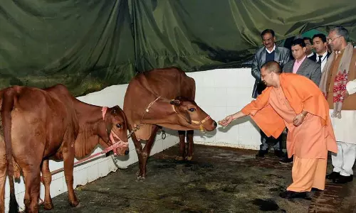 യുപിയിൽ എല്ലാ ജില്ലയിലും പശുക്കൾക്കായി ഹെൽപ്‌ഡെസ്‌ക്; പുതിയ ഗോസംരക്ഷണ നടപടികളുമായി യോഗി സര്‍ക്കാര്‍