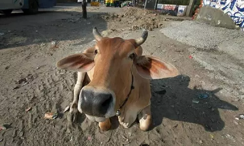 ദിവസവും ഗോമൂത്രം കുടിച്ചാൽ കോവിഡ് വരില്ലെന്ന് ബിജെപി എംഎൽഎ ദിവസവും ഗോമൂത്രം കുടിച്ചാൽ കോവിഡ് വരില്ലെന്ന് ബിജെപി എംഎൽഎ