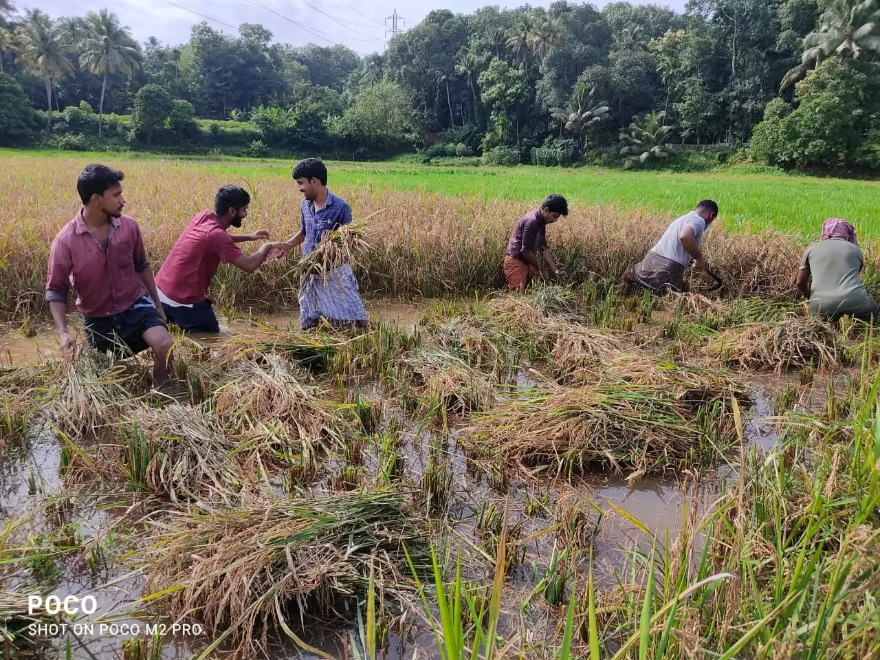 കോവിഡ് ബാധിച്ച കർഷകന്‍റെ പാടം കൊയ്ത്ത് നൽകി. കെ.എസ്.യു, യൂത്ത് കോൺഗ്രസ് പ്രവർത്തകർ