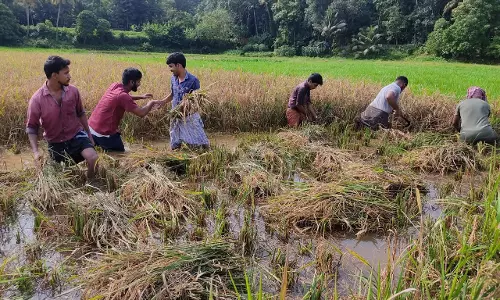 കോവിഡ് ബാധിച്ച കർഷകന്‍റെ പാടം കൊയ്ത്ത് നൽകി. കെ.എസ്.യു, യൂത്ത് കോൺഗ്രസ് പ്രവർത്തകർ