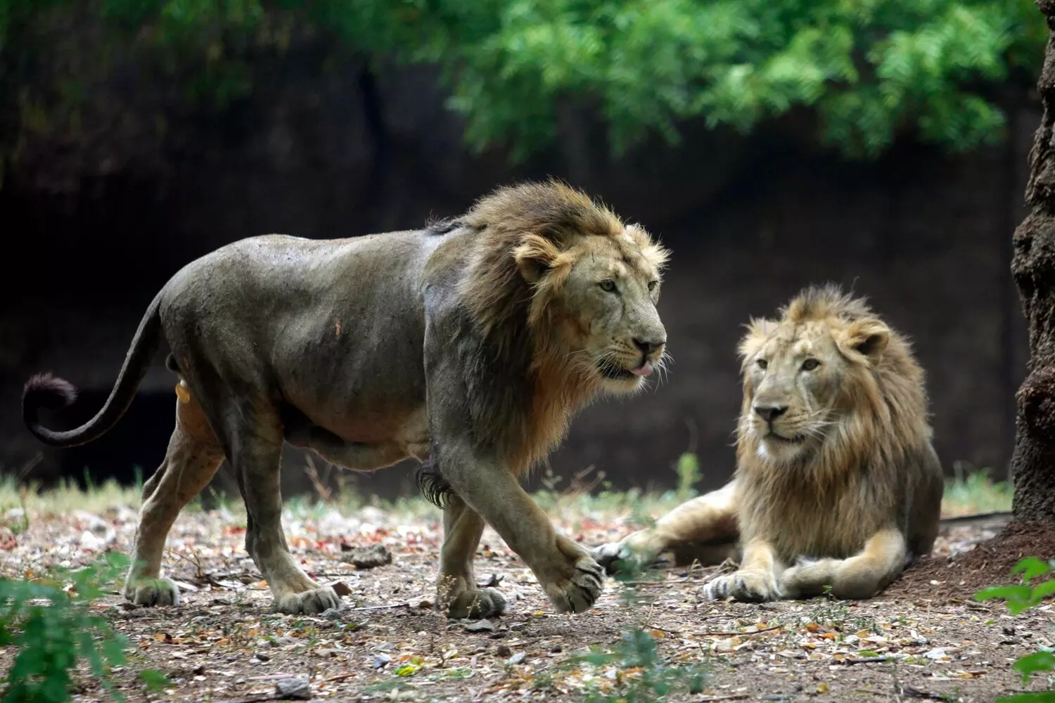 ജയ്പുര്‍ മൃഗശാലയിലെ സിംഹത്തിനും കോവിഡ്