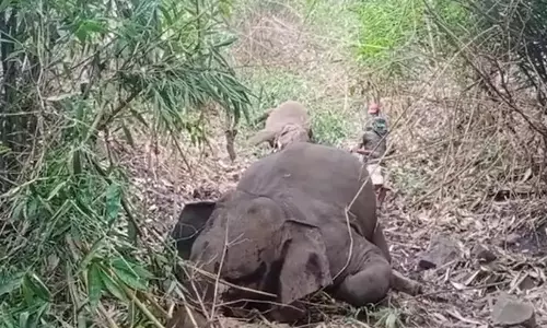 അസമില്‍ 18 കാട്ടാനകള്‍ കൂട്ടത്തോടെ ചരിഞ്ഞു; ഇടിമിന്നലേറ്റതെന്ന് സൂചന