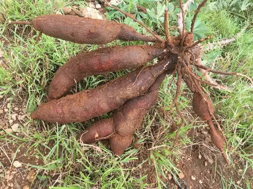 സൗജന്യമായി കപ്പ വിതരണം ചെയ്യാൻ കപ്പതോട്ടം തന്നെ വിലയ്ക്ക് വാങ്ങി സി.പി.എം-ഡി.വൈ.എഫ്.ഐ പ്രവര്ത്തകര് സൗജന്യമായി കപ്പ വിതരണം ചെയ്യാൻ കപ്പതോട്ടം തന്നെ വിലയ്ക്ക് വാങ്ങി സി.പി.എം-ഡി.വൈ.എഫ്.ഐ പ്രവര്ത്തകര്