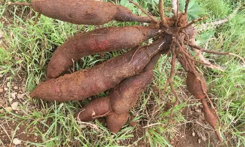 സൗജന്യമായി കപ്പ വിതരണം ചെയ്യാൻ കപ്പതോട്ടം തന്നെ വിലയ്ക്ക് വാങ്ങി സി.പി.എം-ഡി.വൈ.എഫ്.ഐ പ്രവര്ത്തകര് സൗജന്യമായി കപ്പ വിതരണം ചെയ്യാൻ കപ്പതോട്ടം തന്നെ വിലയ്ക്ക് വാങ്ങി സി.പി.എം-ഡി.വൈ.എഫ്.ഐ പ്രവര്ത്തകര്