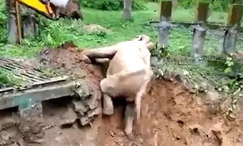 കുട്ടിക്കൊമ്പനെ കരകയറ്റിയ യന്ത്രക്കൈ: വൈറല്‍ വീഡിയോ