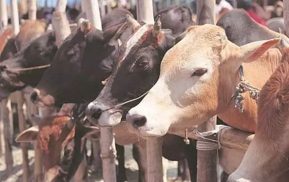 ലക്ഷദ്വീപിലെ സർക്കാർ ഡയറി ഫാമുകള് അടച്ചുപൂട്ടാന് ഉത്തരവ് ലക്ഷദ്വീപിലെ സർക്കാർ ഡയറി ഫാമുകള് അടച്ചുപൂട്ടാന് ഉത്തരവ്