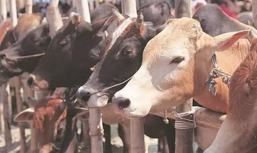 ലക്ഷദ്വീപിലെ സർക്കാർ ഡയറി ഫാമുകള്‍ അടച്ചുപൂട്ടാന്‍ ഉത്തരവ്