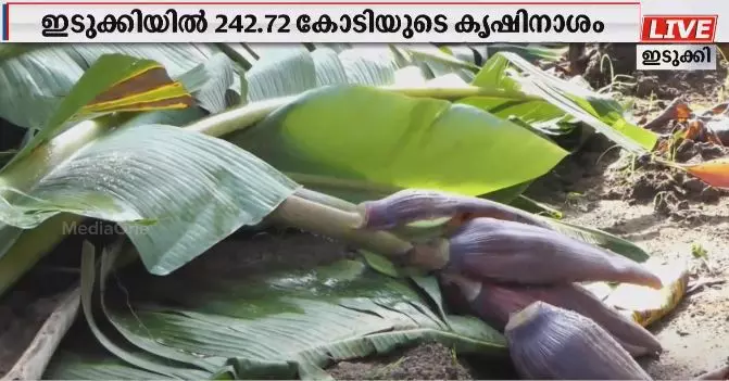 കനത്ത കാറ്റിലും മഴയിലും ഇടുക്കിയിൽ 242 കോടിയുടെ കൃഷിനാശം കനത്ത കാറ്റിലും മഴയിലും ഇടുക്കിയിൽ 242 കോടിയുടെ കൃഷിനാശം