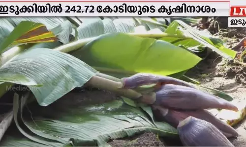 കനത്ത കാറ്റിലും മഴയിലും ഇടുക്കിയിൽ 242 കോടിയുടെ കൃഷിനാശം കനത്ത കാറ്റിലും മഴയിലും ഇടുക്കിയിൽ 242 കോടിയുടെ കൃഷിനാശം