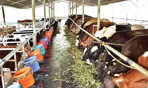 ഡയറി ഫാമുകളിലെ പശു ലേലം ബഹിഷ്കരിച്ച് ലക്ഷദ്വീപ് നിവാസികൾ