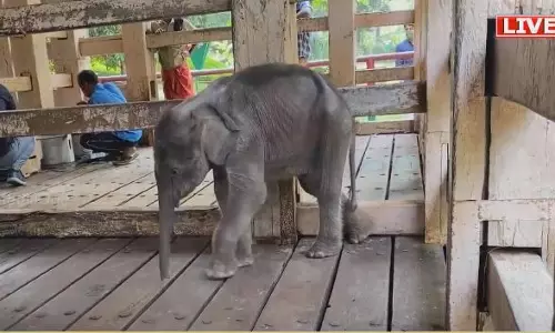 കോന്നിയിലെ കുട്ടിയാന ജൂനിയർ സുരേന്ദ്രൻ ചരിഞ്ഞു