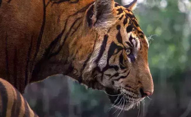 കൊന്നുകളഞ്ഞത് എഴുപതോളം കടുവകളെ: ഒടുവിൽ ടൈ​ഗർ ഹബീബ് പിടിയിൽ