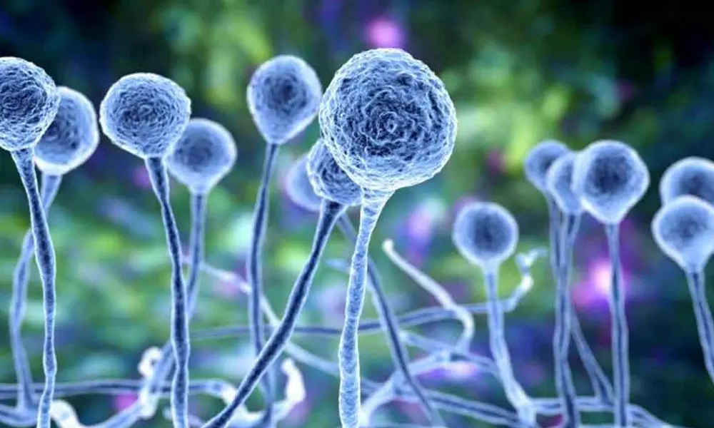 കോഴിക്കോട് ബ്ലാക്ക് ഫംഗസ് മരണം