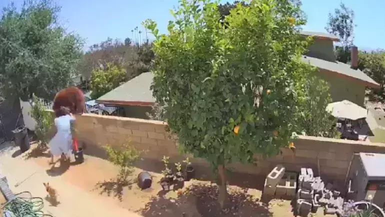 വളര്ത്തുനായകളെ രക്ഷിക്കാന് കരടിയെ തള്ളിത്താഴെയിടുന്ന യുവതി; വീഡിയോ വൈറല് വളര്ത്തുനായകളെ രക്ഷിക്കാന് കരടിയെ തള്ളിത്താഴെയിടുന്ന യുവതി; വീഡിയോ വൈറല്