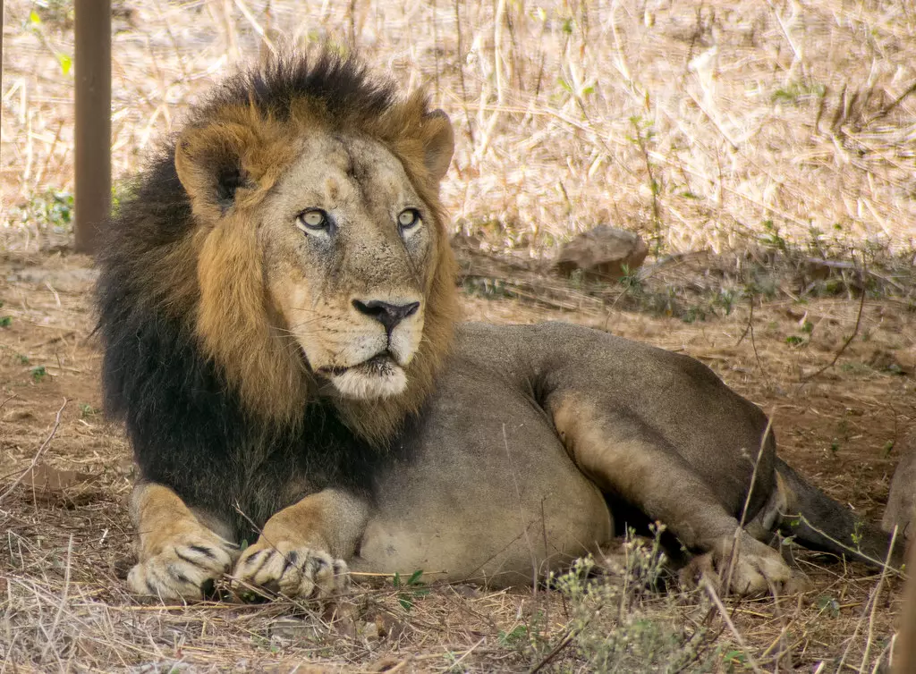 ചെന്നൈയിലെ മൃഗശാലയില്‍ ഒമ്പത് സിംഹങ്ങള്‍ക്ക് കോവിഡ്; ഒരു സിംഹം ചത്തു