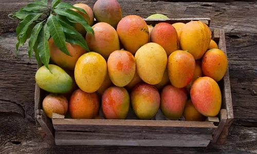 ലുലു ഹൈപ്പര്‍മാര്‍ക്കറ്റുകളില്‍ മാംഗോ മാനിയ