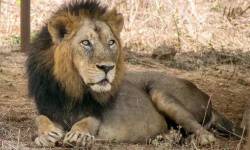 ചെന്നൈയിലെ മൃഗശാലയില്‍ ഒമ്പത് സിംഹങ്ങള്‍ക്ക് കോവിഡ്; ഒരു സിംഹം ചത്തു