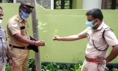 കഞ്ചാവ് ചെടി നട്ട് പരിസ്ഥിതി ദിനാചരണം: പ്രതികൾക്കായി വലവിരിച്ച് എക്‌സൈസ്‌