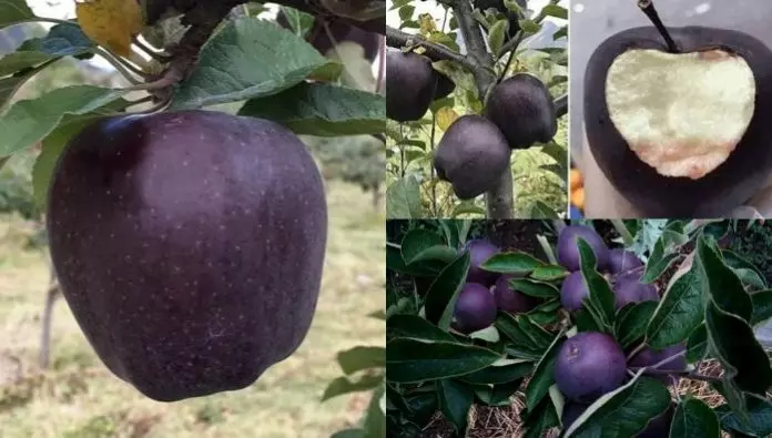 ശരിക്കും ഈ കറുത്ത ആപ്പിളുകള് ഉള്ളതാണോ? പ്രചരിക്കുന്ന ചിത്രങ്ങളുടെ സത്യാവസ്ഥ ഇതാണ്... ശരിക്കും ഈ കറുത്ത ആപ്പിളുകള് ഉള്ളതാണോ? പ്രചരിക്കുന്ന ചിത്രങ്ങളുടെ സത്യാവസ്ഥ ഇതാണ്...