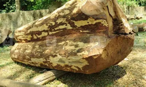 മുട്ടിൽ വനം കൊള്ളക്കേസ്  അട്ടിമറിക്കാന്‍ വനം വകുപ്പിലെ ഉന്നത ഉദ്യോഗസ്ഥന്‍ ഇടപെട്ടുവെന്ന് റിപ്പോര്‍ട്ട്