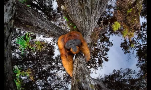 ഈ ഒറാങ് ഉട്ടാന്‍ മരത്തിലേക്ക് കയറുകയാണോ, അതോ ഇറങ്ങുകയാണോ? കാഴ്ചക്കാരെ തെറ്റിദ്ധരിപ്പിച്ച് ഒരു ഫോട്ടോ