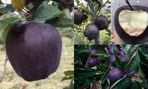 ശരിക്കും ഈ കറുത്ത ആപ്പിളുകള്‍ ഉള്ളതാണോ? പ്രചരിക്കുന്ന ചിത്രങ്ങളുടെ സത്യാവസ്ഥ ഇതാണ്...