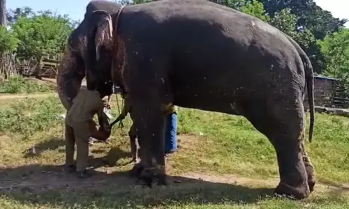 സിംഹം കോവിഡ് ബാധിച്ച് മരിച്ചു, പിന്നാലെ മുതുമലയിലെ 28 ആനകളെയും പരിശോധനക്ക് വിധേയരാക്കി