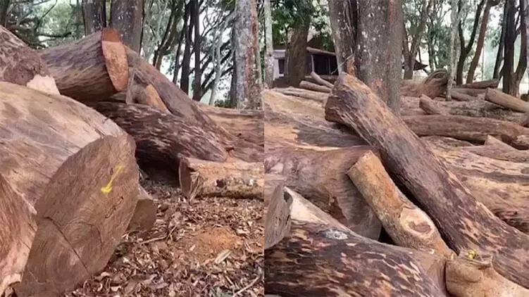 വയനാട് മുട്ടില് മരംകൊള്ള കേസ്: പ്രതികളുടെ അറസ്റ്റ് തടഞ്ഞതിനെതിരെ അന്വേഷണ സംഘം ഹൈക്കോടതിയില് വയനാട് മുട്ടില് മരംകൊള്ള കേസ്: പ്രതികളുടെ അറസ്റ്റ് തടഞ്ഞതിനെതിരെ അന്വേഷണ സംഘം ഹൈക്കോടതിയില്