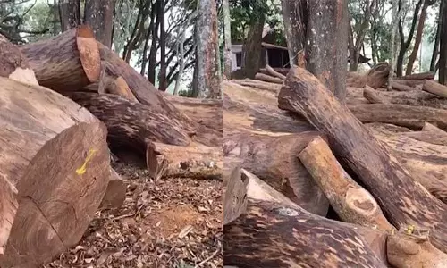 വയനാട് മുട്ടില്‍ മരംകൊള്ള കേസ്: പ്രതികളുടെ അറസ്റ്റ് തടഞ്ഞതിനെതിരെ അന്വേഷണ സംഘം ഹൈക്കോടതിയില്‍