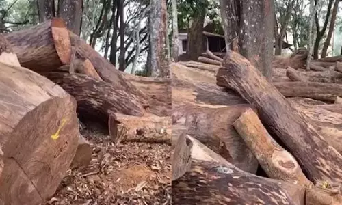 മുട്ടിൽ വനംകൊള്ള: മരം മുറിച്ചുകടത്തിയ ലോറി കസ്റ്റഡിയിൽ