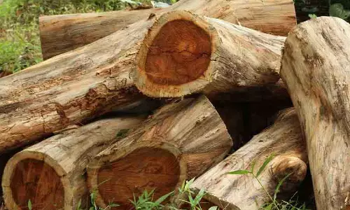 മരംകൊള്ള വനംവകുപ്പിന്‍റെ അഞ്ച് സംഘങ്ങള്‍ അന്വേഷിക്കും