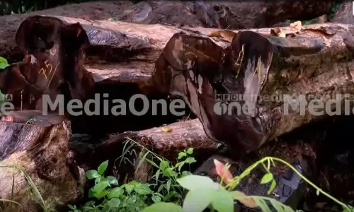 തൃശൂരിലും വ്യാപക മരംകൊള്ള; പട്ടയഭൂമിയിൽ നിന്ന് മുറിച്ചത് നാനൂറിലേറെ മരങ്ങൾ