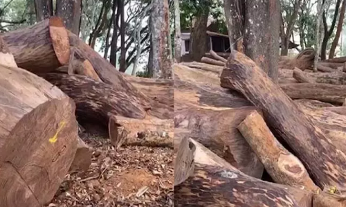 മുട്ടില്‍ മരം കൊള്ള കേസ്; പ്രതി റോജി അഗസ്റ്റിനും ഉദ്യോഗസ്ഥനുമായുള്ള ഫോണ്‍ സംഭാഷണം പുറത്ത്