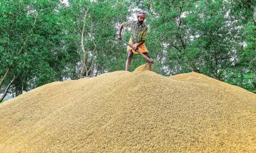 നെല്ല് സംഭരണത്തില്‍ വീഴ്ച പറ്റി: സംസ്കരണശേഷി ഉപയോഗിച്ചില്ലെന്ന് സി.എ.ജി റിപ്പോര്‍ട്ട്