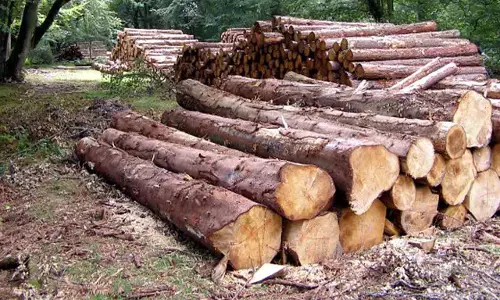 മുട്ടില്‍ മരംമുറി: പോലീസ് എടുത്ത കേസില്‍ പ്രതികള്‍ ആദിവാസികളും കര്‍ഷകരും