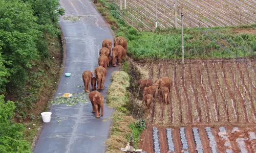 ആ 15 ആനകളുടെ യാത്ര എങ്ങോട്ട്? വിടാതെ അന്താരാഷ്ട്ര മാധ്യമങ്ങള് ആ 15 ആനകളുടെ യാത്ര എങ്ങോട്ട്? വിടാതെ അന്താരാഷ്ട്ര മാധ്യമങ്ങള്
