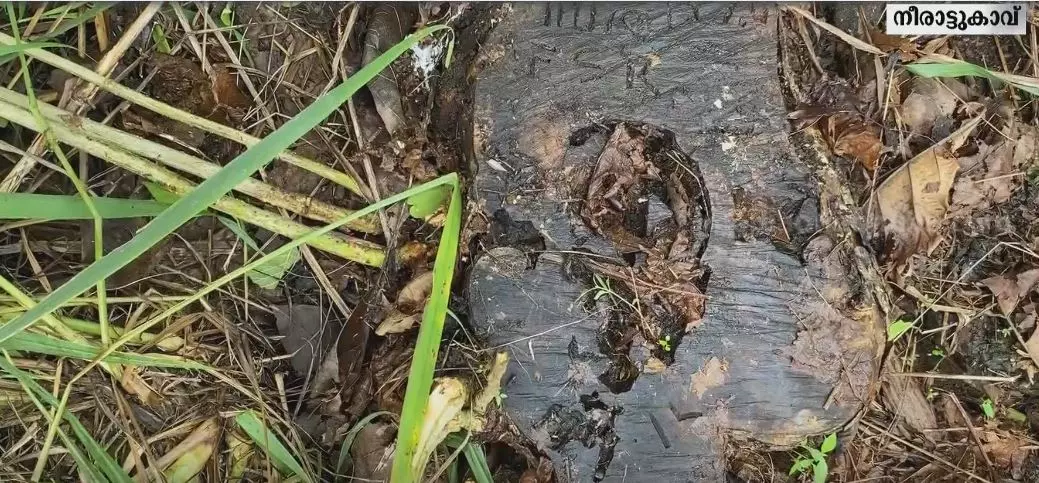 വട്ടകപ്പാറമലയിലെ കാട്ടുകൊള്ള തടഞ്ഞത് സത്യസന്ധരായ രണ്ട് ഉദ്യോഗസ്ഥര് വട്ടകപ്പാറമലയിലെ കാട്ടുകൊള്ള തടഞ്ഞത് സത്യസന്ധരായ രണ്ട് ഉദ്യോഗസ്ഥര്