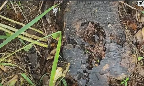 വട്ടകപ്പാറമലയിലെ കാട്ടുകൊള്ള തടഞ്ഞത് സത്യസന്ധരായ രണ്ട് ഉദ്യോഗസ്ഥര്‍