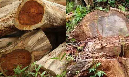 വട്ടകപ്പാറമല വനം കൊള്ള: പ്രതിപ്പട്ടികയിൽ മാറ്റമുണ്ടായത് രണ്ട് തവണ