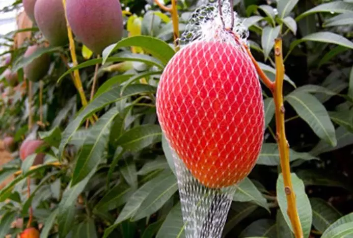 ഏഴ് മാങ്ങകൾക്ക് കാവലിരിക്കുന്നത് ആറ് നായ്ക്കൾ,   രണ്ട് സെക്യൂരിറ്റിക്കാർ !