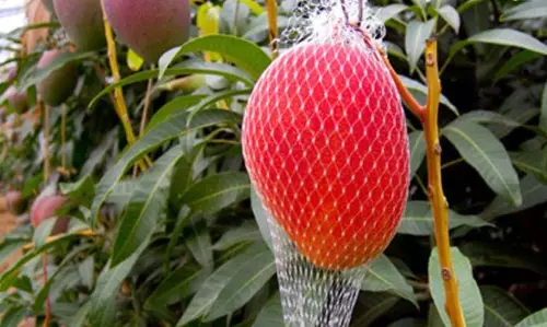 ഏഴ് മാങ്ങകൾക്ക് കാവലിരിക്കുന്നത് ആറ് നായ്ക്കൾ,   രണ്ട് സെക്യൂരിറ്റിക്കാർ !