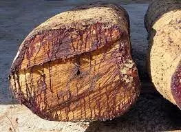 മരംകൊള്ള: ആയിരം കേന്ദ്രങ്ങളില് സമരപരിപാടിയുമായി യുഡിഎഫ് മരംകൊള്ള: ആയിരം കേന്ദ്രങ്ങളില് സമരപരിപാടിയുമായി യുഡിഎഫ്