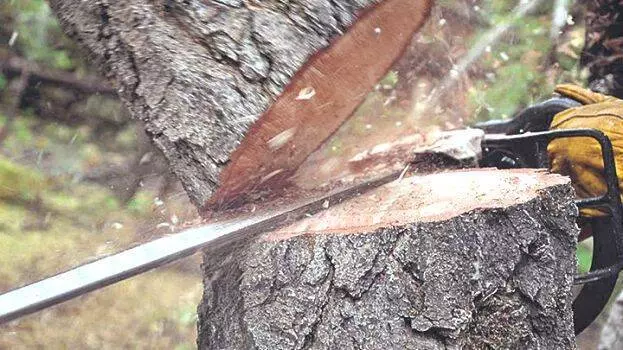 തൃശ്ശൂർ മരംകൊള്ള: ക്രൈംബ്രാഞ്ച് മൂന്ന് കേസുകൾ രജിസ്റ്റർ ചെയ്തു തൃശ്ശൂർ മരംകൊള്ള: ക്രൈംബ്രാഞ്ച് മൂന്ന് കേസുകൾ രജിസ്റ്റർ ചെയ്തു